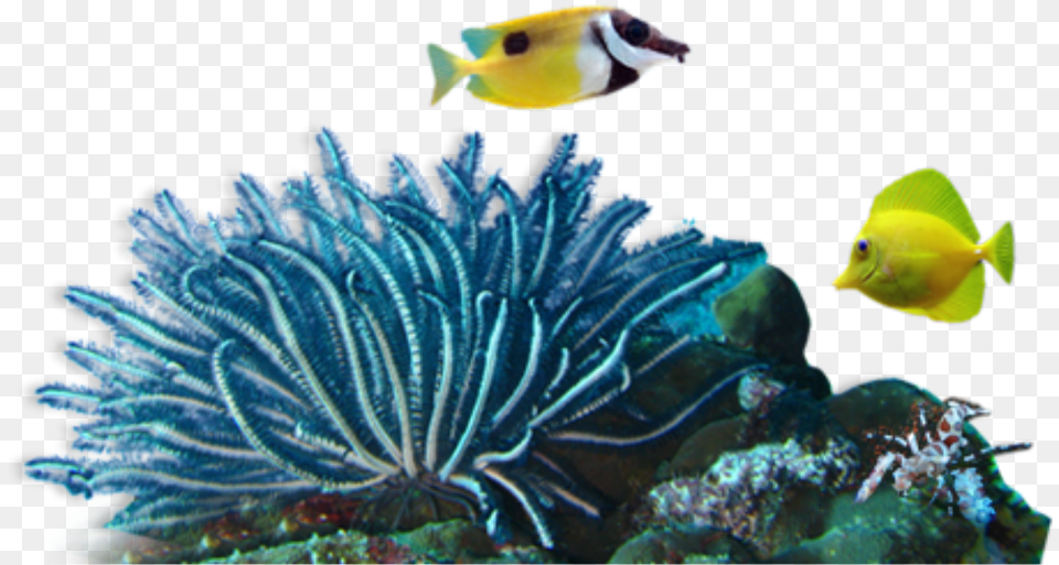 Coral Reef, Animal, Sea Life, Sea, Outdoors Free Png