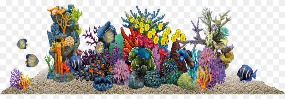 Coral Reef, Animal, Sea Life, Sea, Outdoors Free Png Download