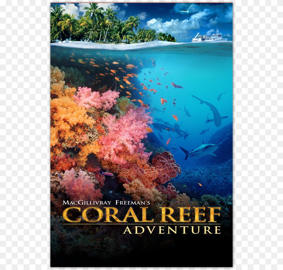 Coral Reef Adventure Blu Ray Macgillivray Freeman Coral Reef Adventure, Animal, Sea Life, Sea, Outdoors Free Png