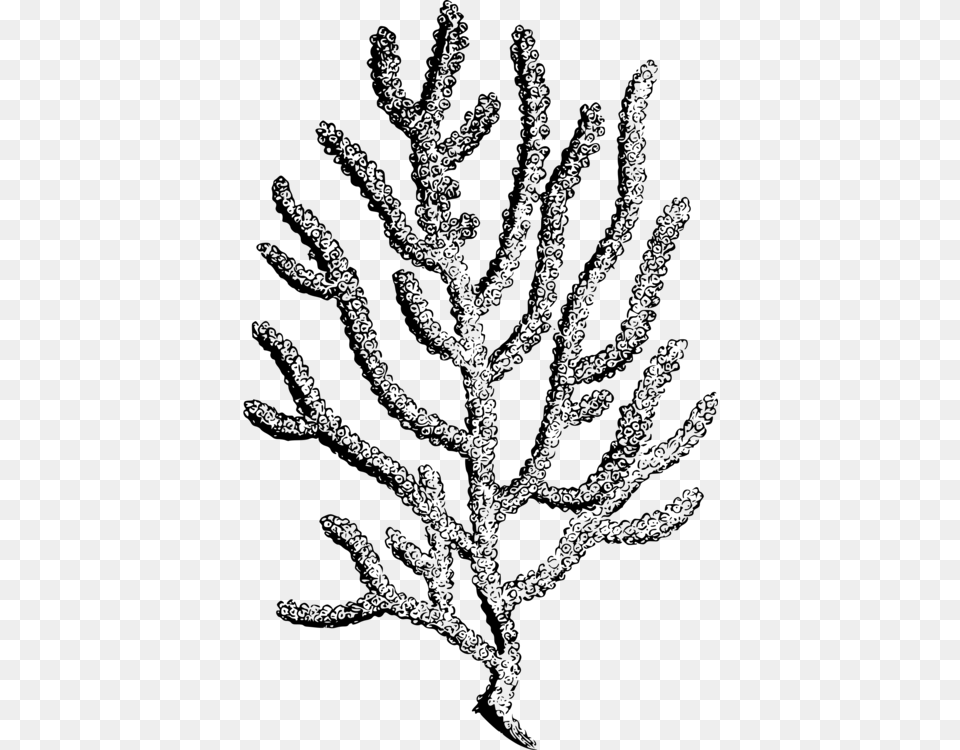 Coral Reef Botanical Illustration Botany Alcyonacea Gray Free Transparent Png