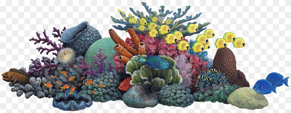 Coral Reef Clip Art Coral Reef Clipart, Animal, Sea Life, Sea, Outdoors Png Image