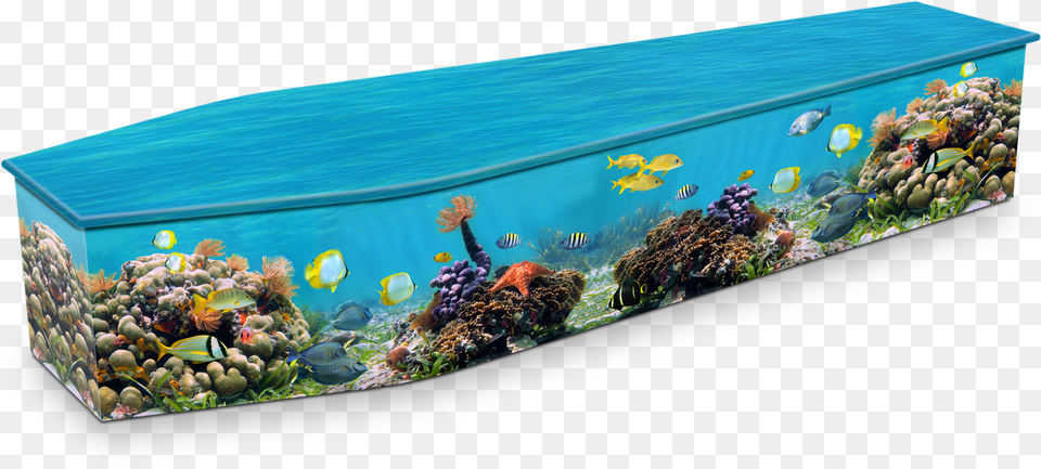 Coral Reef Coffin, Animal, Sea Life, Sea, Outdoors Free Png Download