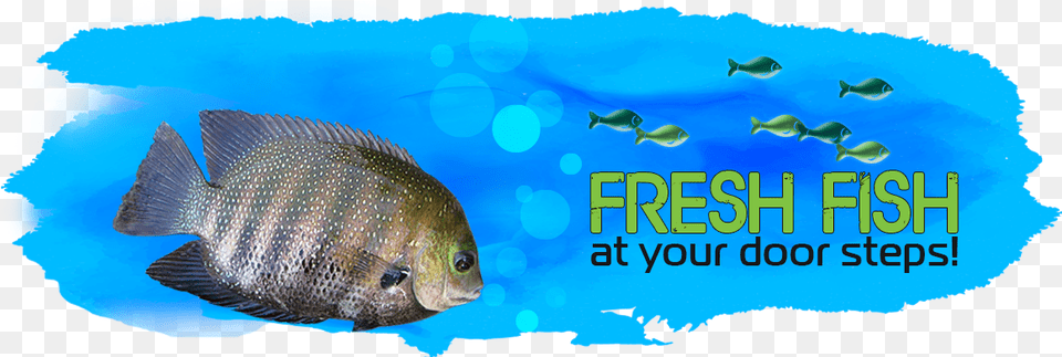 Coral Reef Fish, Animal, Sea Life Free Png Download