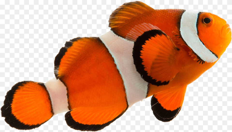 Coral Reef Fish, Amphiprion, Animal, Sea Life Free Png Download