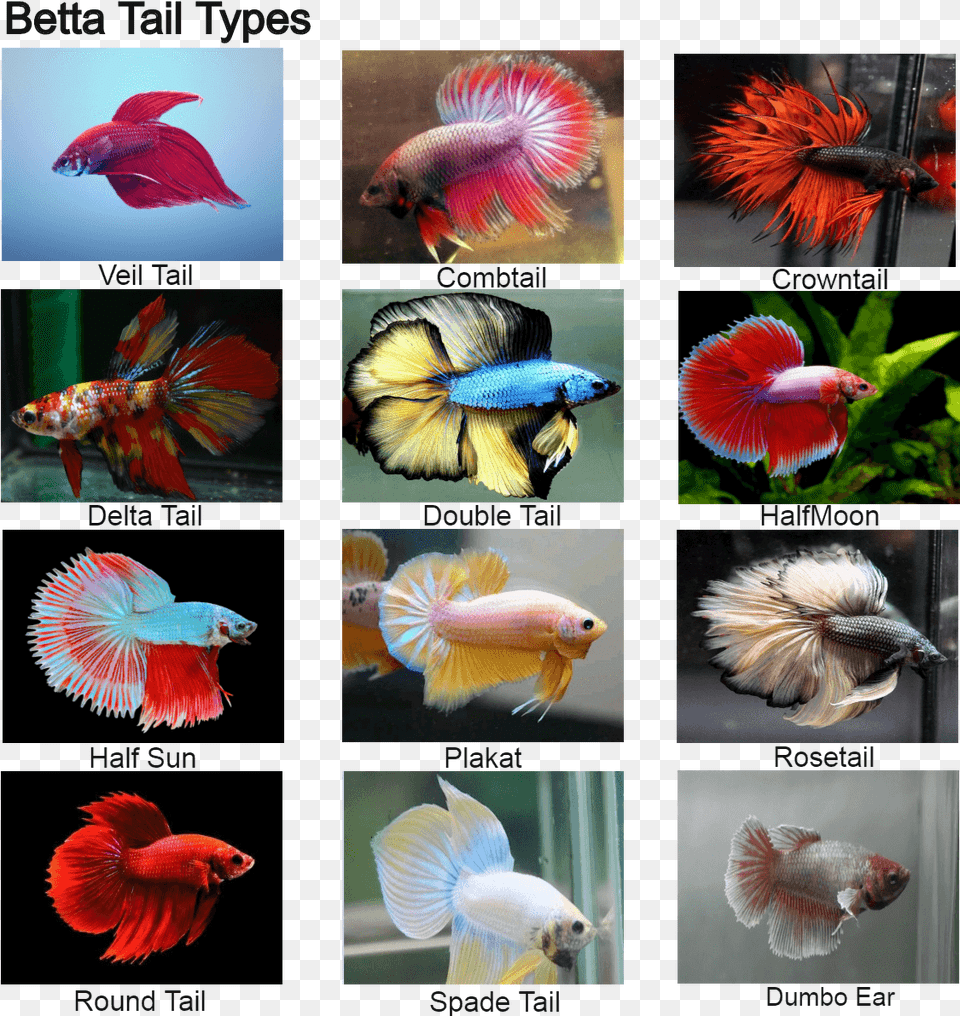Coral Reef Fish, Animal, Sea Life, Art, Collage Free Png Download
