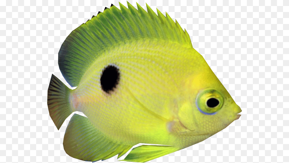 Coral Reef Fish, Animal, Sea Life, Angelfish Png Image