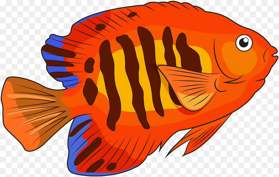 Coral Reef Fish, Animal, Sea Life, Person Free Transparent Png