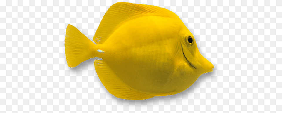 Coral Reef Fish, Animal, Sea Life, Surgeonfish Free Png