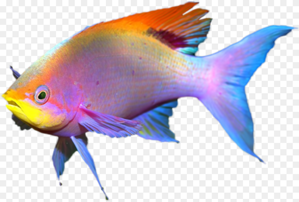 Coral Reef Fish, Animal, Sea Life, Aquatic, Water Free Transparent Png