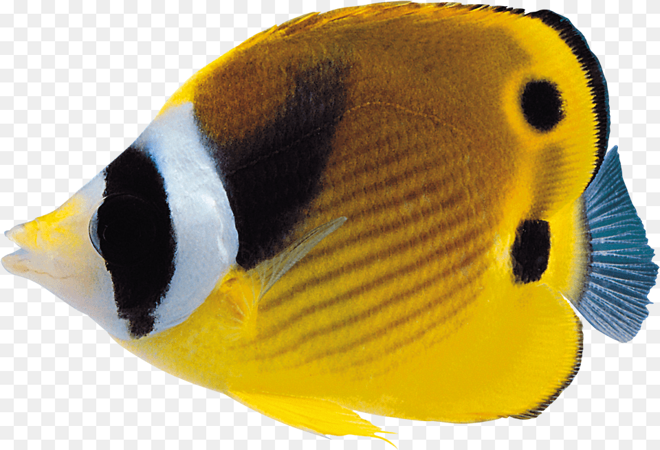 Coral Reef Fish, Angelfish, Animal, Sea Life Png Image