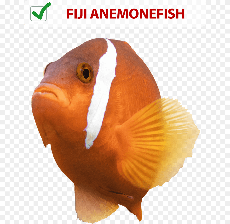 Coral Reef Fish, Amphiprion, Animal, Sea Life, Maroon Free Png