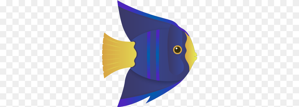 Coral Reef Fish, Angelfish, Animal, Sea Life, Baby Png