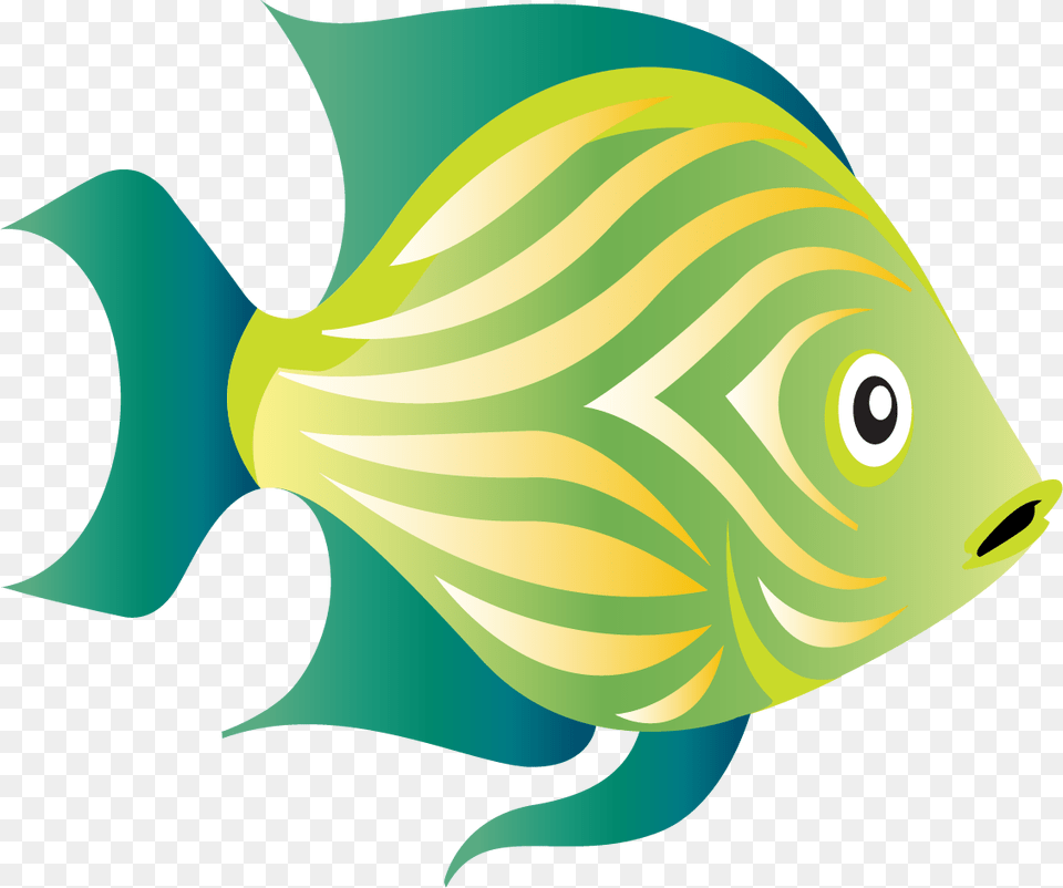 Coral Reef Fish, Angelfish, Animal, Sea Life, Dynamite Free Png