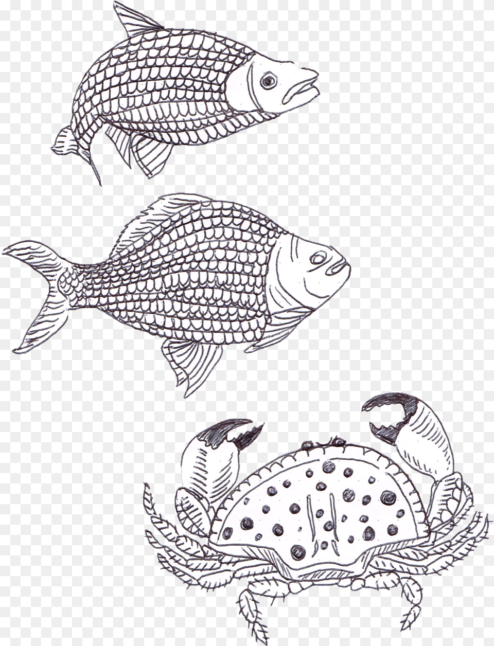 Coral Reef Fish, Animal, Sea Life, Art, Reptile Png