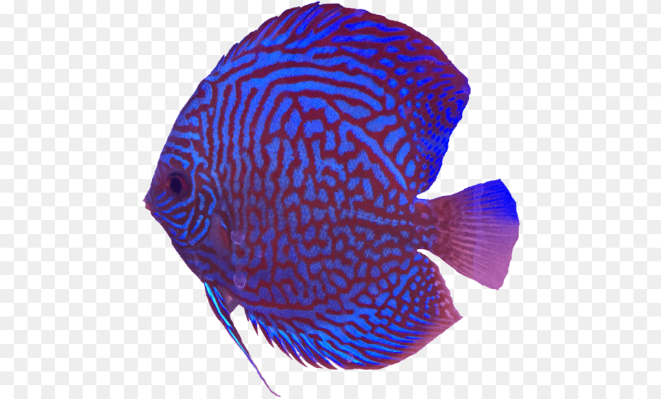 Coral Reef Fish, Angelfish, Animal, Sea Life Png Image
