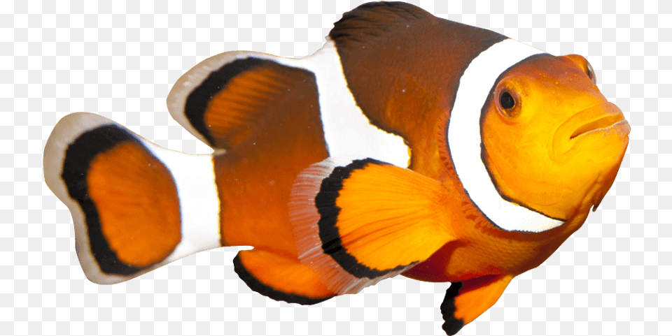 Coral Reef Fish Clown Fish Watercolor, Amphiprion, Animal, Sea Life, Maroon Png