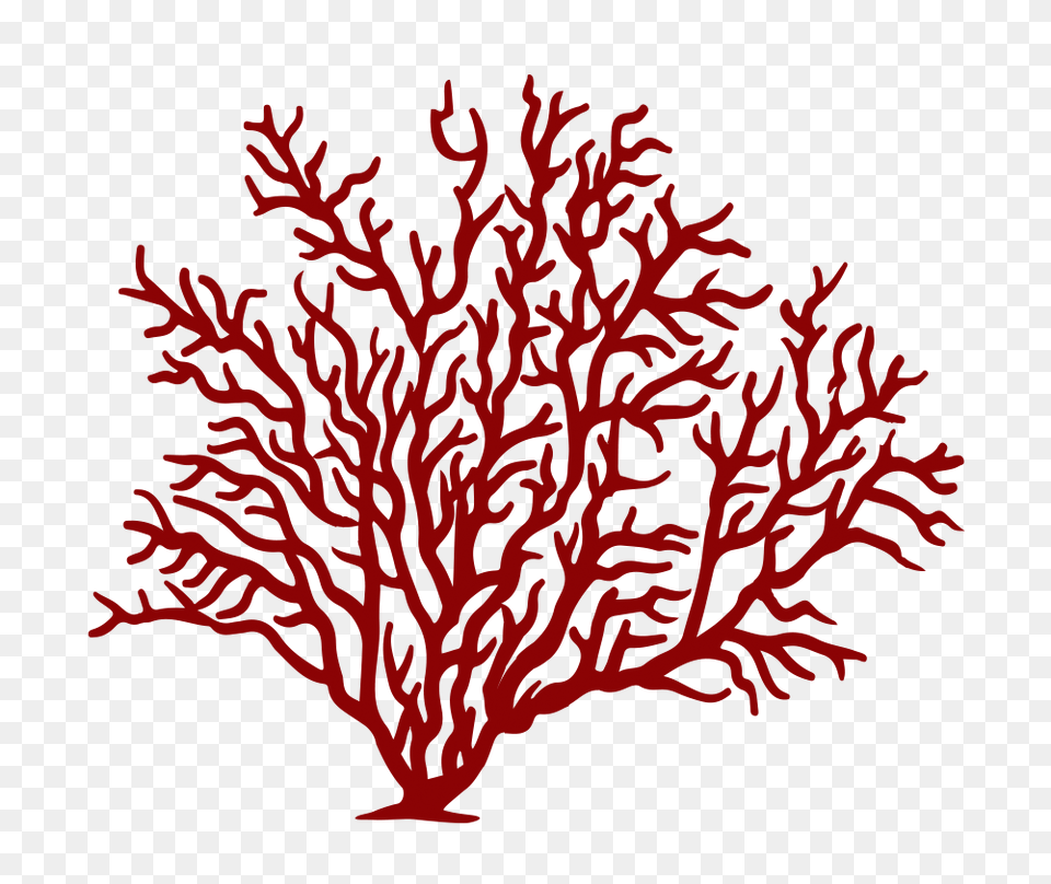 Coral Reef Fish Sea Red Freetoedit, Animal, Coral Reef, Nature, Outdoors Free Transparent Png