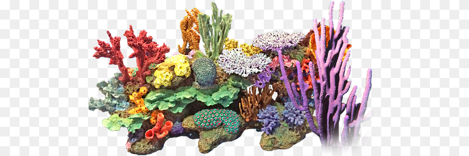 Coral Reef Jpg Download Coral, Animal, Sea Life, Sea, Outdoors Png Image