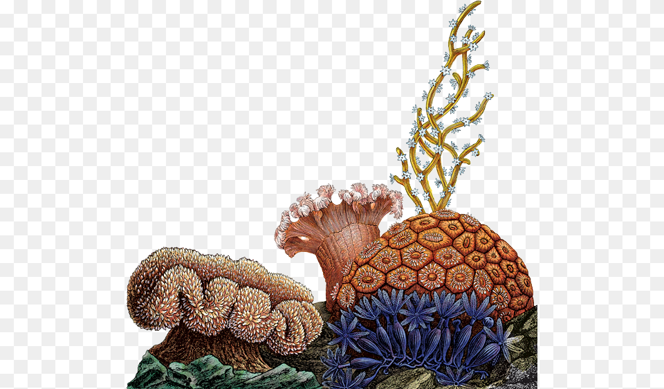 Coral Reef Quality Aljanh Designing For Behavior Change Applying Psychology And, Animal, Sea Life, Sea, Outdoors Free Png Download