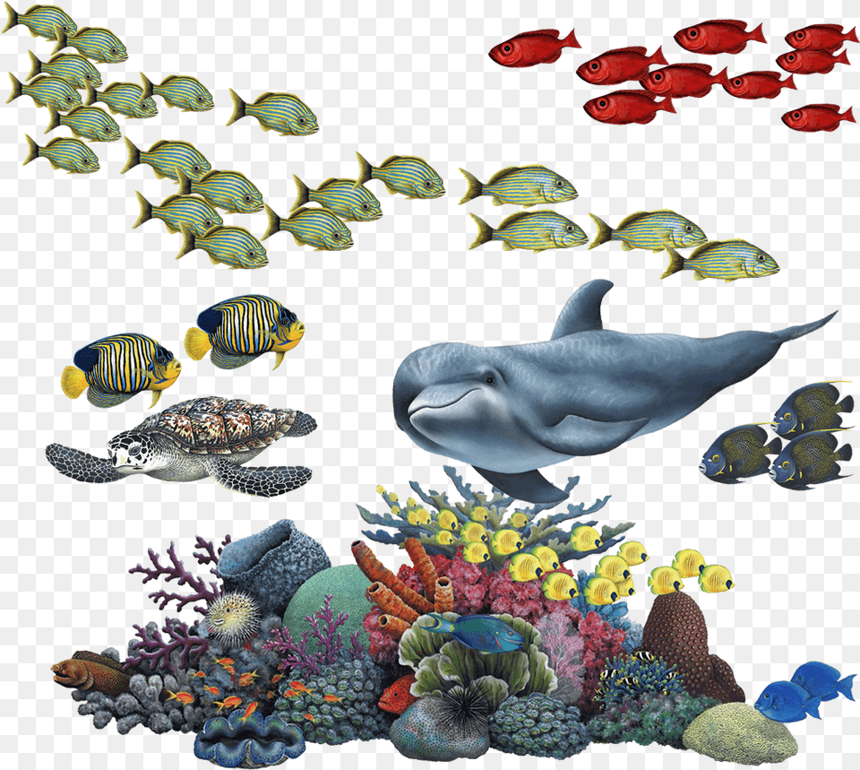 Coral Reef Tropical Fish Mural Wall Decal Sticker Combo Coral Reef Background, Water, Aquatic, Turtle, Sea Life Png Image