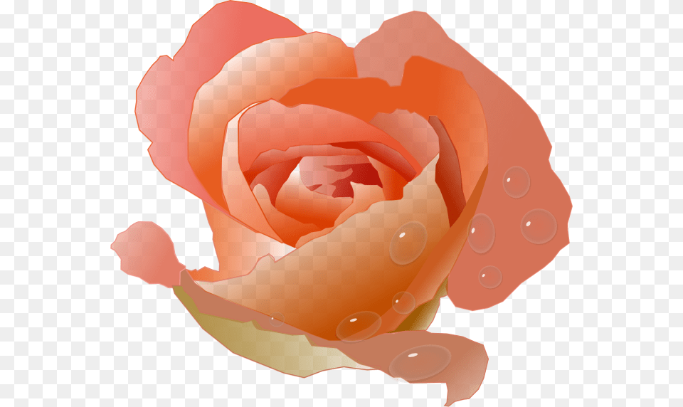 Coral Rose Clip Art, Flower, Petal, Plant, Baby Free Transparent Png