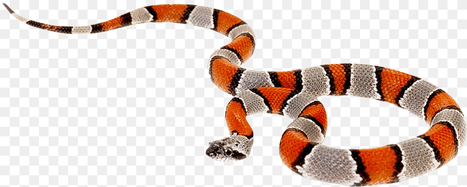 Coral Snake No Background, Animal, King Snake, Reptile Png