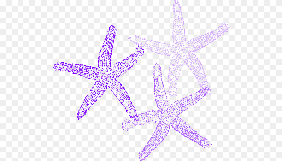 Coral Starfish Clip Art At Clker Coral Vector, Animal, Invertebrate, Sea Life, Person Free Transparent Png