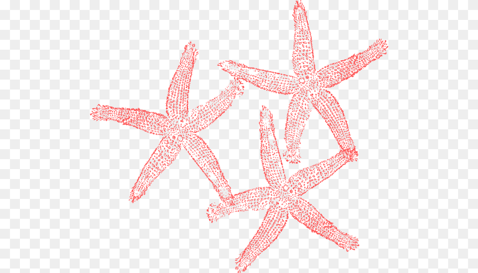 Coral Starfish Clipart, Animal, Sea Life, Invertebrate, Person Free Png