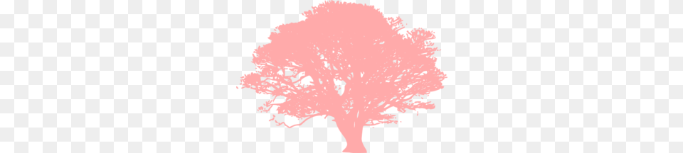 Coral Tree Clip Art, Plant, Person, Face, Head Png