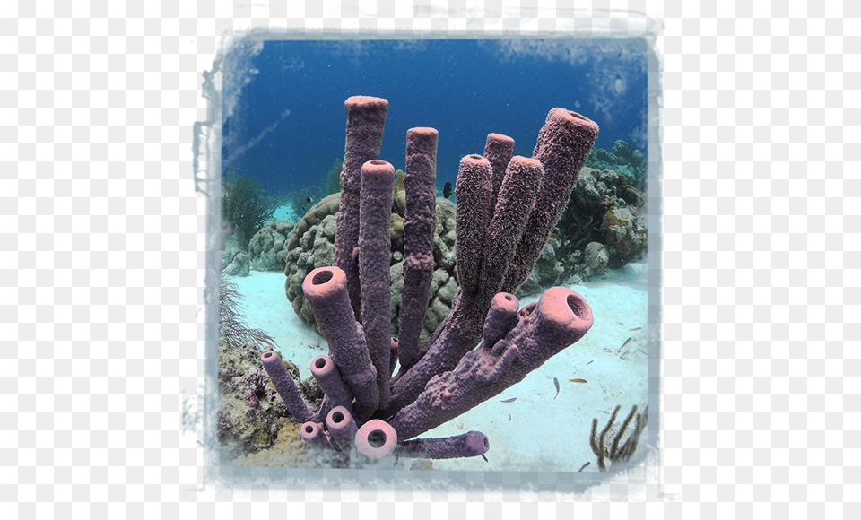 Coral Value Marine Biology, Animal, Sponge Animal, Sea Life, Sea Png Image