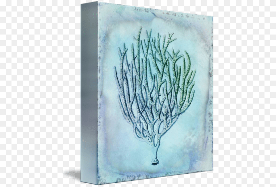 Coral Watercolor Iii By Cora Niele Jpg Royalty Library, Animal, Sea Life, Sea, Reef Png Image