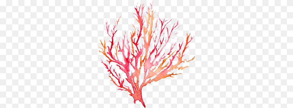 Coral Watercolor Transparent Watercolor Coral Reef, Animal, Sea Life, Sea, Plant Png Image