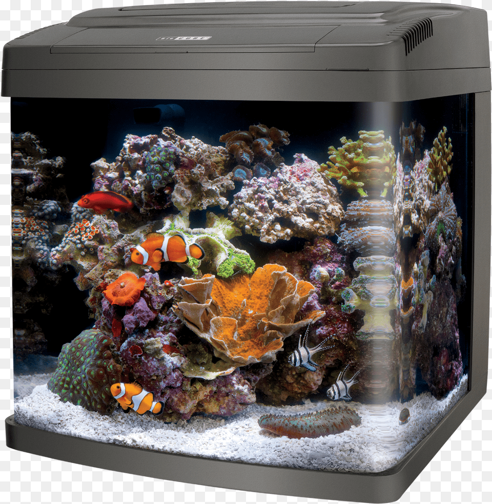 Coralife Biocube 29class Lazyload Lazyload Mirage, Animal, Sea Life, Water, Fish Png Image