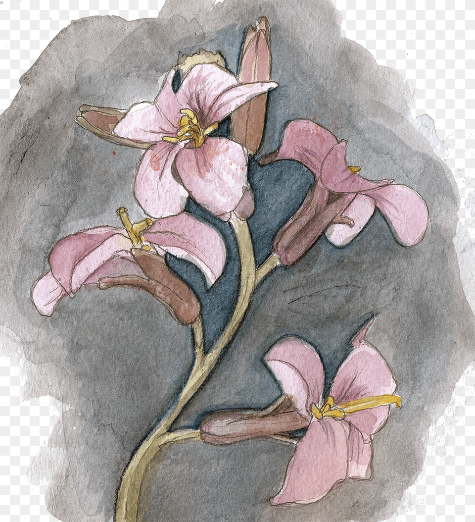 Coralroot Tandrot Cardamine Bulbifera Rosa Glauca, Flower, Plant, Petal, Pattern Free Png