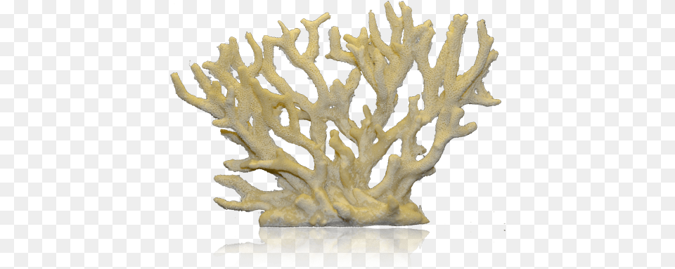 Corals 1 Image Staghorn Coral, Animal, Sea Life, Sea, Reef Free Png Download