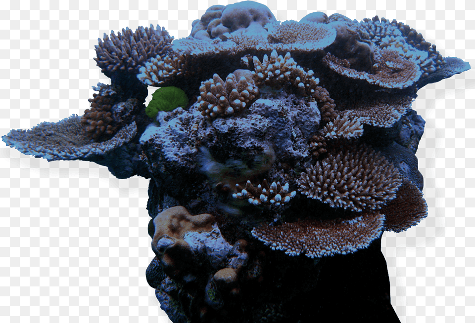 Corals Great Barrier Reef 2020, Animal, Coral Reef, Nature, Outdoors Png