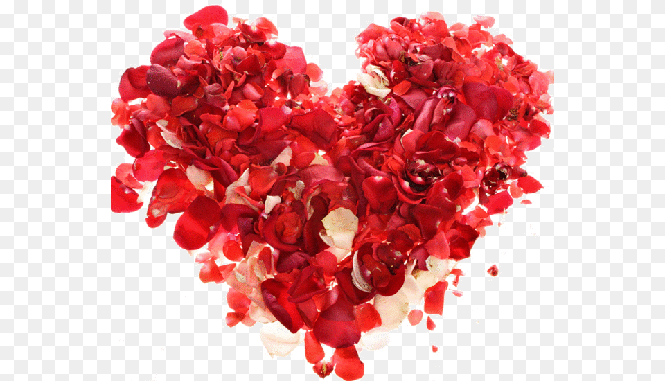Corazn De Rosas Clipart February Heart, Flower, Petal, Plant, Carnation Png Image