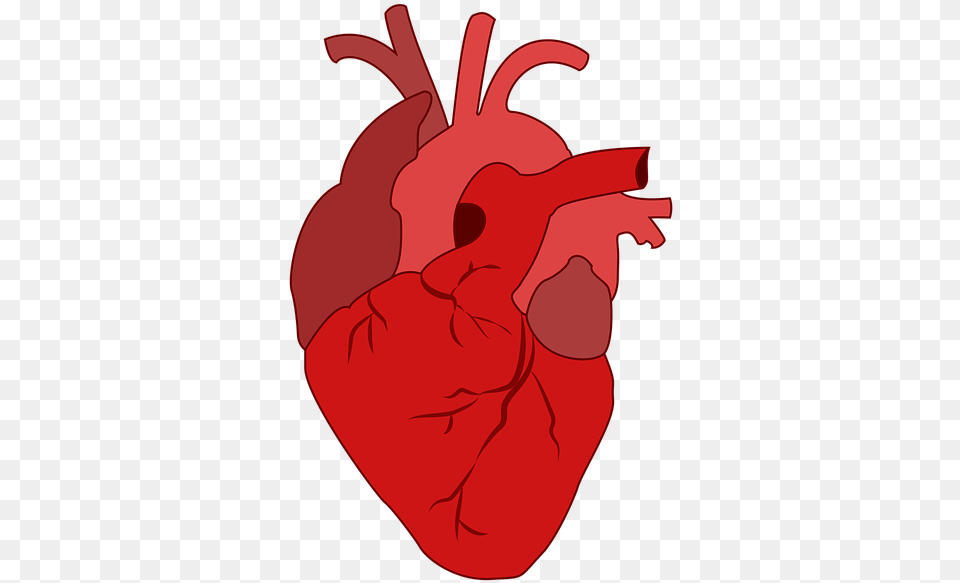 Corazn Sangre Real Heart Clipart, Baby, Person Png Image