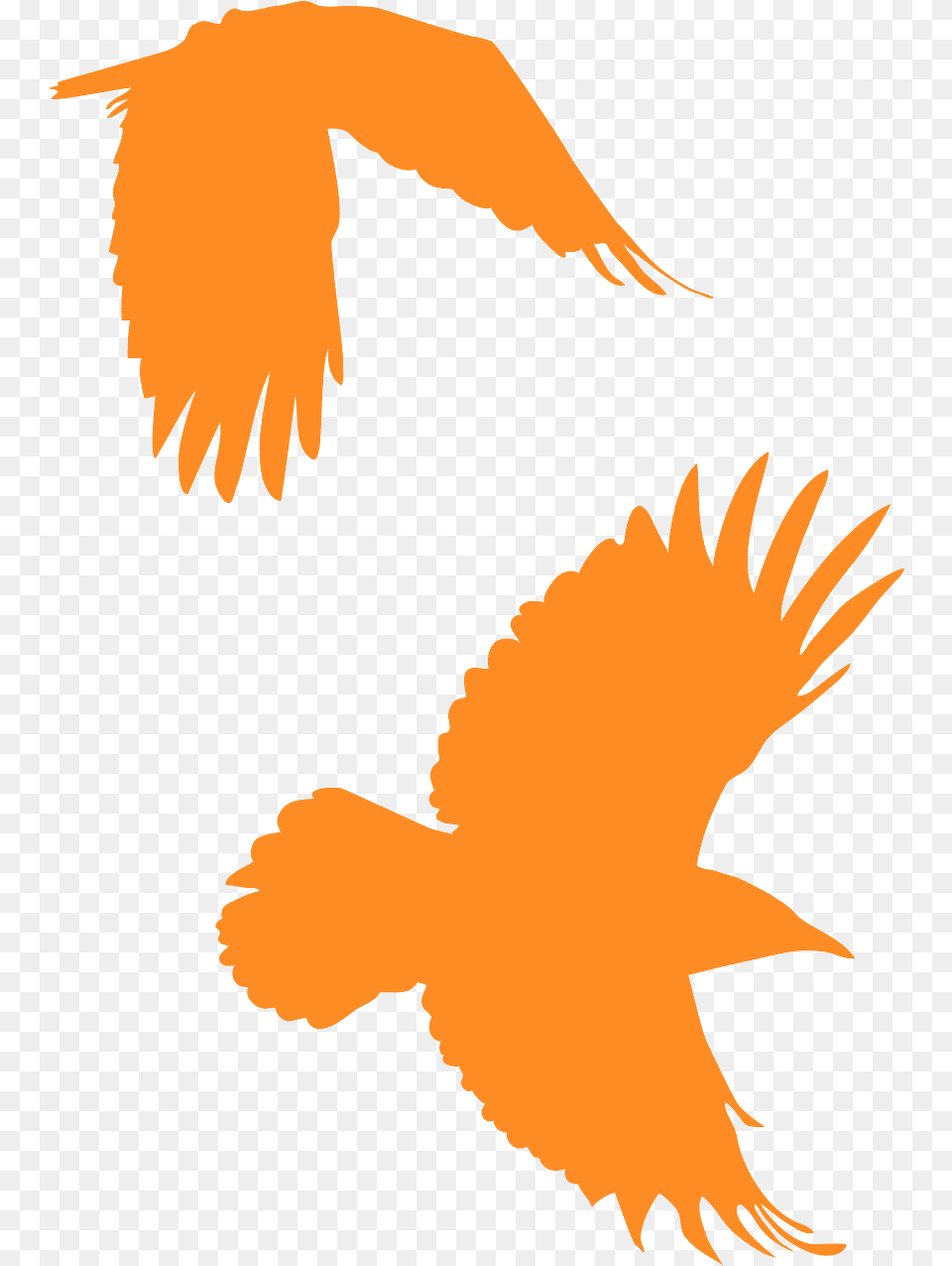 Corbeau Orange, Animal, Bird, Flying, Baby Png Image