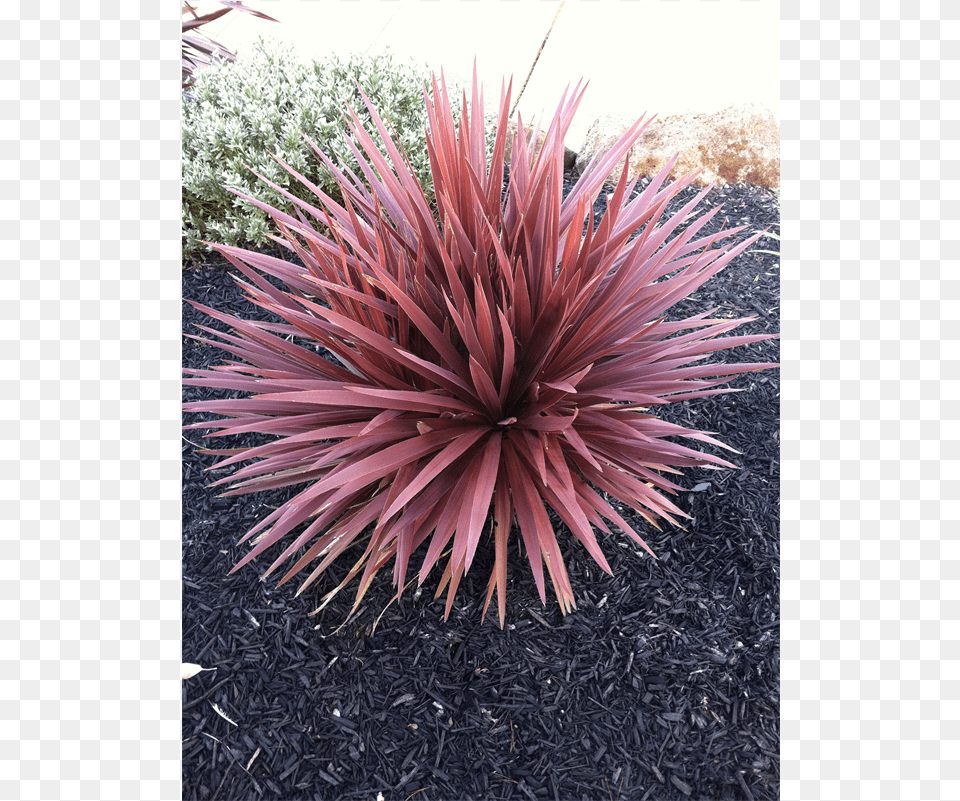 Cordyline Red Star Cordyline, Agavaceae, Plant, Vegetation Free Png