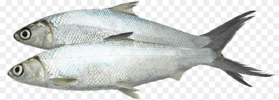 Coregonus Lavaretus, Animal, Fish, Food, Mullet Fish Free Transparent Png