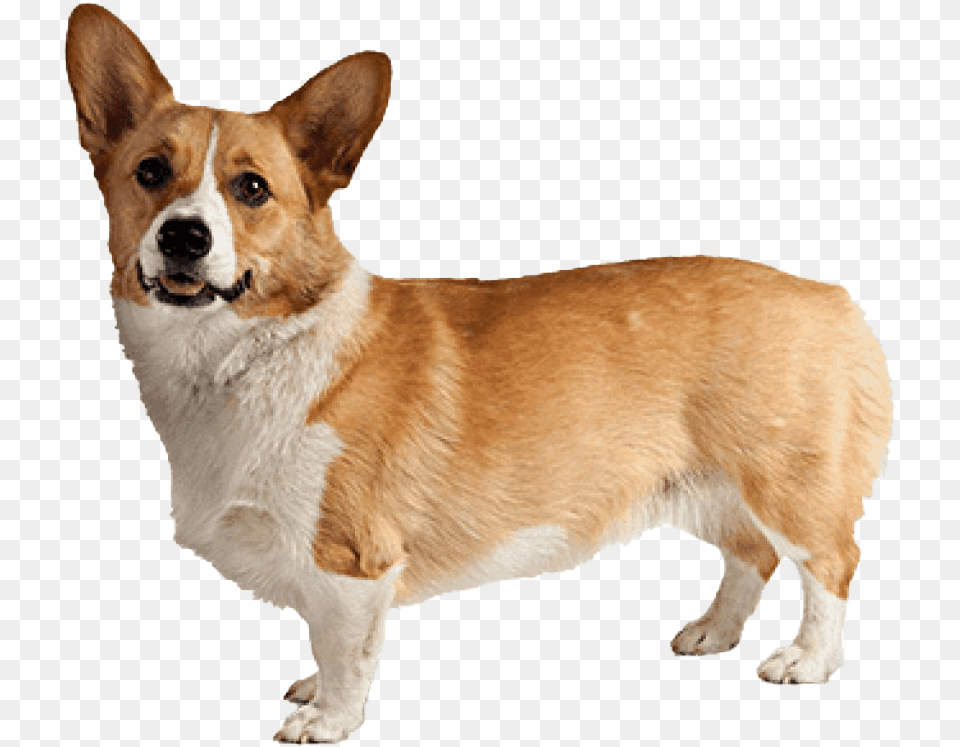 Corgi Background, Animal, Canine, Dog, Mammal Png