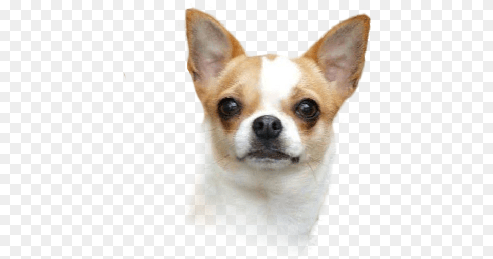 Corgi Chihuahua Puppy Dog Breed Companion Dog, Animal, Canine, Mammal, Pet Free Transparent Png