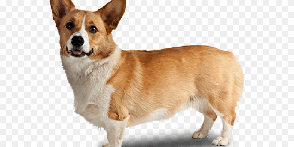 Corgi Clipart Tumblr Background Corgi, Animal, Canine, Dog, Mammal Png