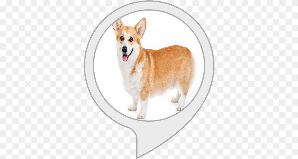 Corgi Converter Dorgi, Animal, Canine, Dog, Mammal Free Png Download