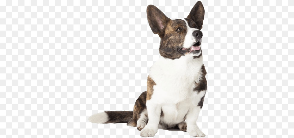 Corgi Picture, Animal, Canine, Dog, Mammal Free Png Download