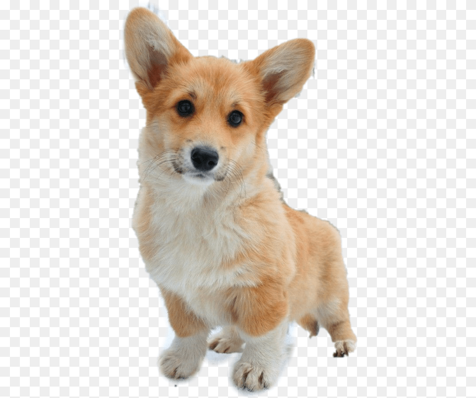 Corgi Puppies Dog That Looks Like Fox, Animal, Canine, Mammal, Pet Free Png