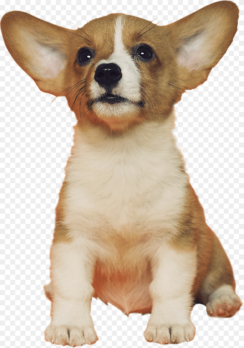 Corgi Puppy Transparent Background, Logo, Text, Electronics, Hardware Free Png