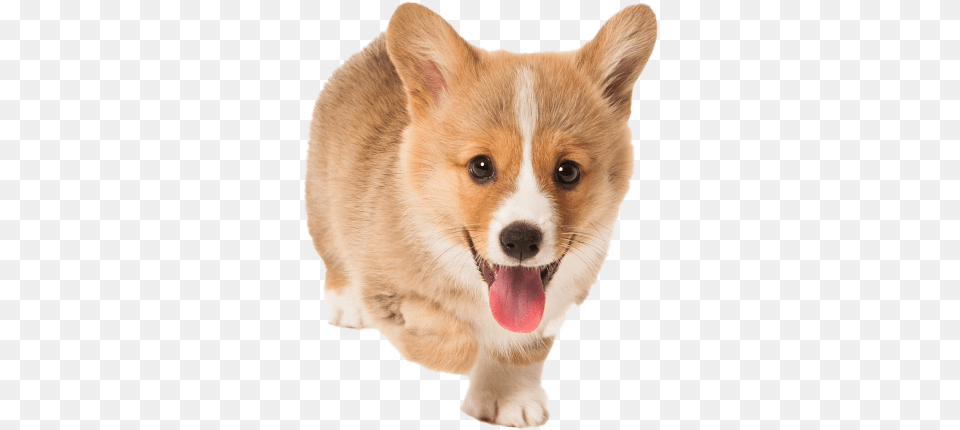 Corgi Transparent Picture, Animal, Canine, Dog, Mammal Free Png