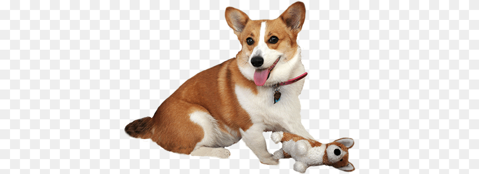 Corgie With Dog Doll Dog Illustration Transparent, Accessories, Strap, Animal, Canine Png Image